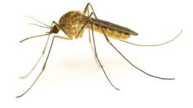 Mosquito